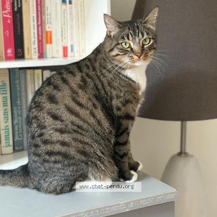 Photo 1/1 Angèle Chat lost in Rochefort