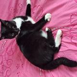 Picture of cat lost at Cannes La Bocca