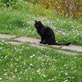 Picture of cat lost at Cahors