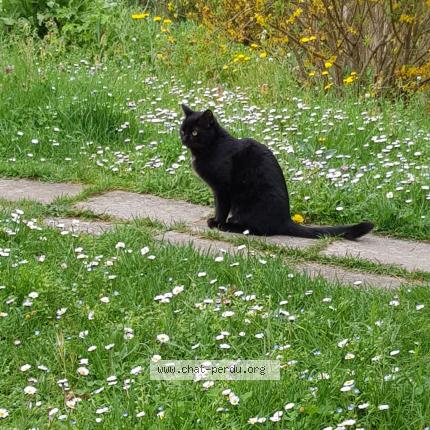Photo 1/1 Marcel Chat lost in Cahors