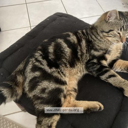 Photo 1/1 Found cat Found in Chateau thebaud