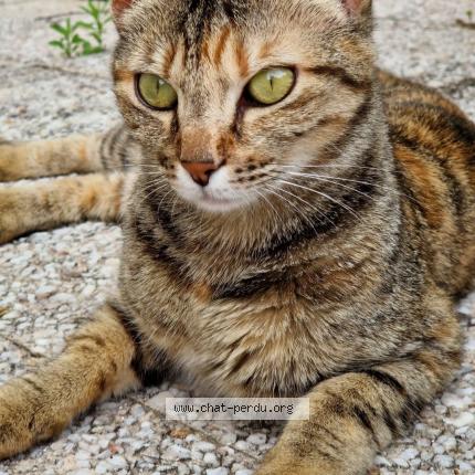 Photo 1/1 Ecko Chat lost in La croix en touraine