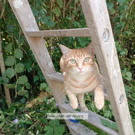 Photo 1/1 Timy Chat lost in St jammes