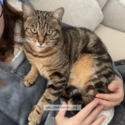 Photo 1/1 Smoky Chat lost in Croutelle