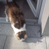 Picture of cat lost at Champs Sur Marne