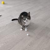 Picture of cat lost at Rillieux