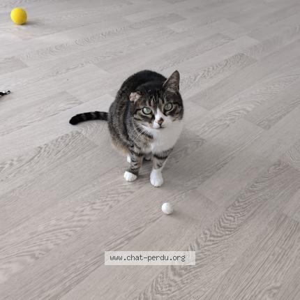 Photo 1/1 Zyna Chat lost in Rillieux