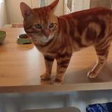 Picture of cat found at Epinay Sur Orge