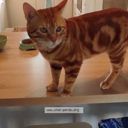 Photo 1/1 Found cat Found in Epinay sur orge