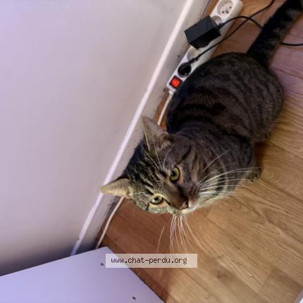 Photo 1/1 Haru Chat lost in Marquette lez lille