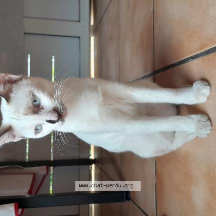 Photo 1/1 Biscotte Chat lost in Le port