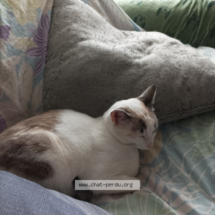 Photo 1/1 Lisette Chat lost in Plateau hauteville