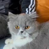 Pachka