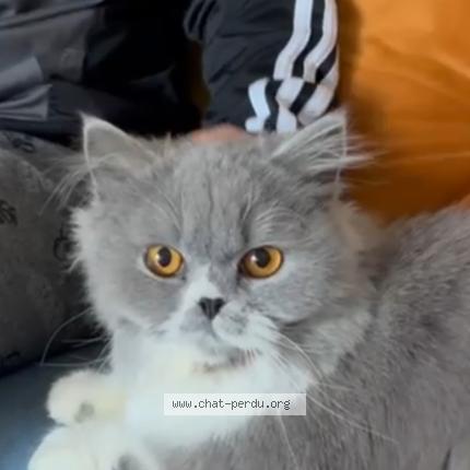 Foto einer verlorenen Katze in Attalens