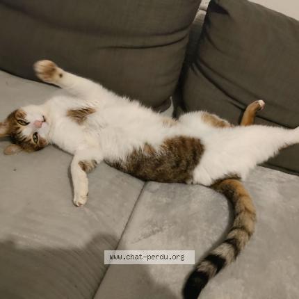 Photo 1/1 Harald Chat lost in Ebreuil