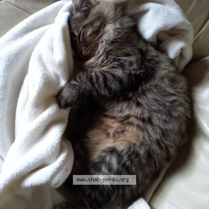 Foto 1/1 Wiedergefundene Katze Verloren in Soulce