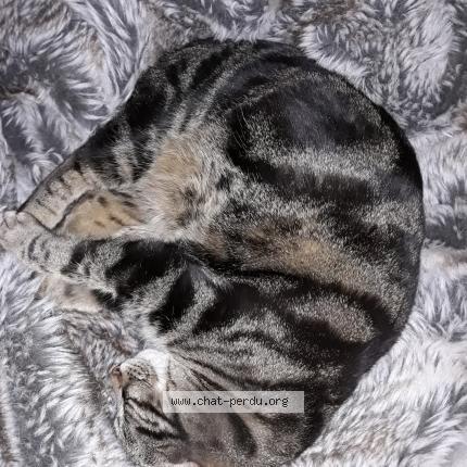 Photo 1/1 murphy Chat lost in Nyon