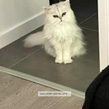 Photo 1/2 Louki Chat lost in La motte servolex