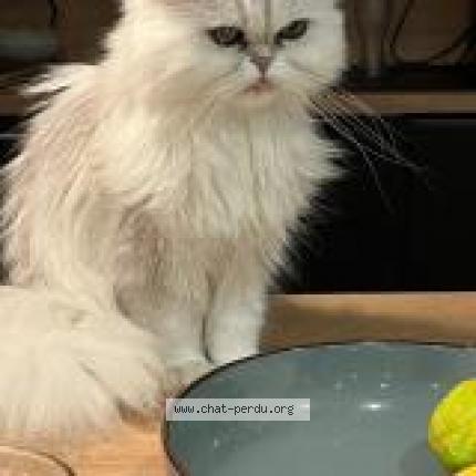 Photo 2/2 Louki Chat lost in La motte servolex