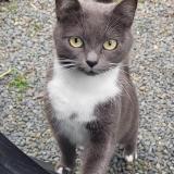 Picture of cat lost at Percy En Normandie