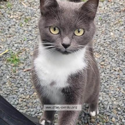 Photo 1/1 Olive Chat lost in Percy en normandie