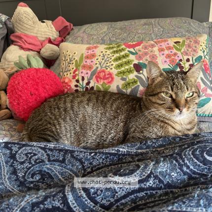 Photo 1/1 Yuki Chat lost in Sevres