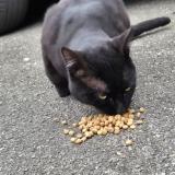 Picture of cat found at Dax