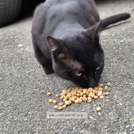 Photo 1/3 Found cat Found in Dax