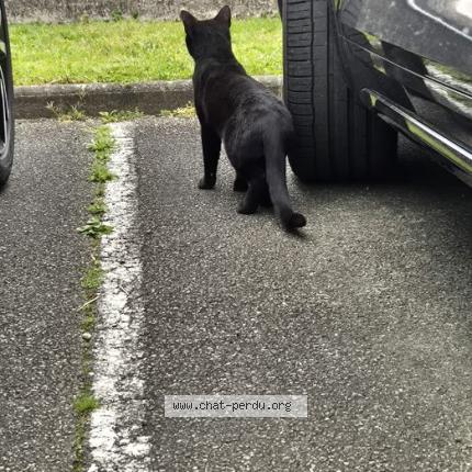 Photo 2/3 Found cat Found in Dax