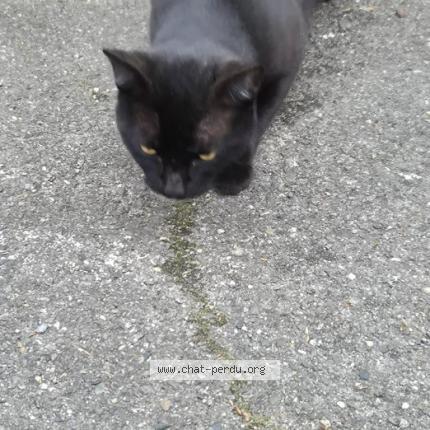 Photo 3/3 Found cat Found in Dax