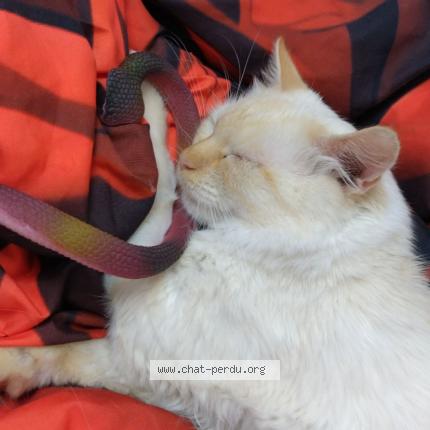 Photo 1/1 Mimine Chat lost in Angers monplaisir