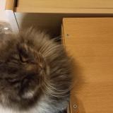 Picture of cat lost at Saint Maixent L Ecole