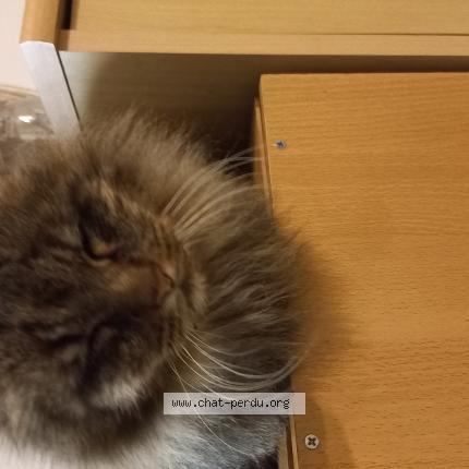 Photo 1/1 Panache Chat lost in Saint maixent l ecole