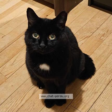 Photo 1/1 Filou Chat lost in Menotey