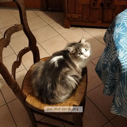 Photo 1/1 Hurgo Chat lost in Vay