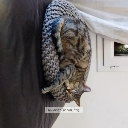 Photo 1/1 Toone Chat lost in Toulouse