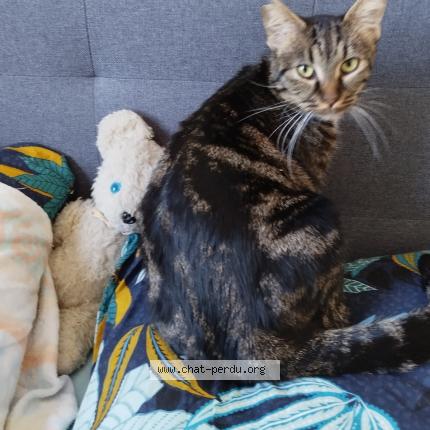 Photo 1/1 Frédéric Baulant Chat lost in Limoges