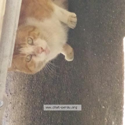 Photo 1/1 Found cat Found in Mansle