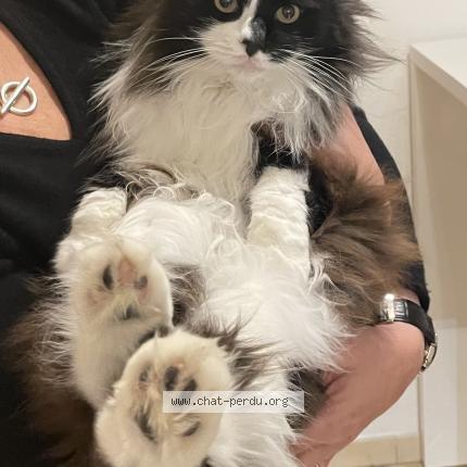 Photo 1/1 Loulotte Chat lost in Malaucene