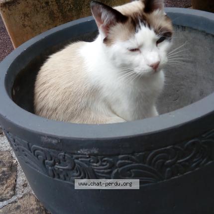 Photo 1/1 HUGO Chat lost in Fouesnant