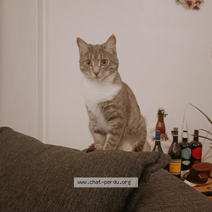 Photo 1/1 Cat reunited Lost in Grenoble