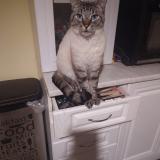 Picture of cat lost at Sainte Anne Sur Brivet