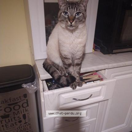 Photo 1/1 Uzy Chat lost in Sainte anne sur brivet