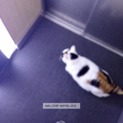 Photo 1/1 Mimi Chat lost in Le mans