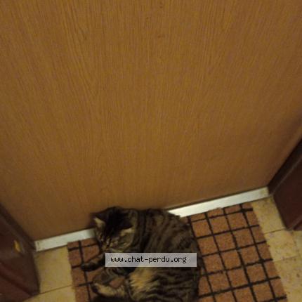 Photo 1/1 Cat reunited Found in Aubergenville