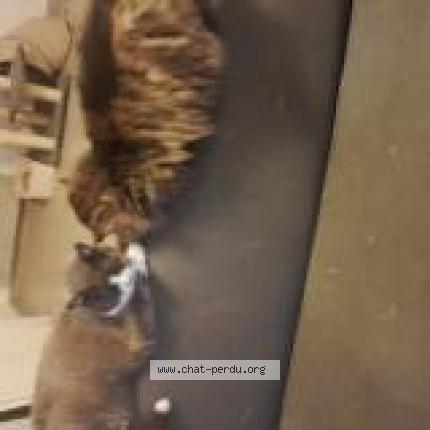 Photo 1/1 Pearl Chat lost in Trelaze