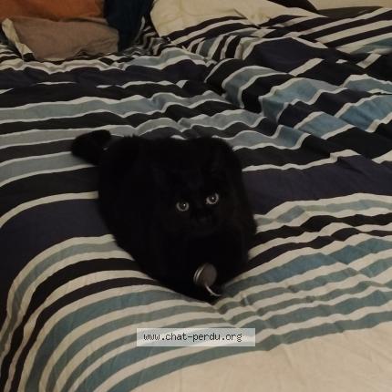 Photo 1/1 Fifille Chat lost in Soulaire et bourg