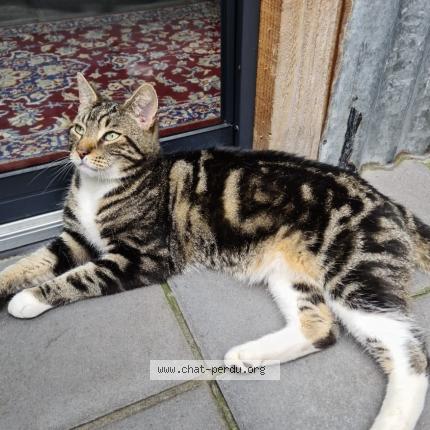 Photo 1/1 Nozem Chat lost in Taraston