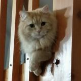 Picture of cat lost at Chantonnay