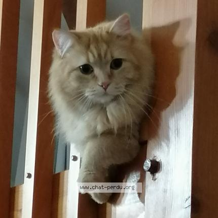 Photo 1/1 SIMBA Chat lost in Chantonnay